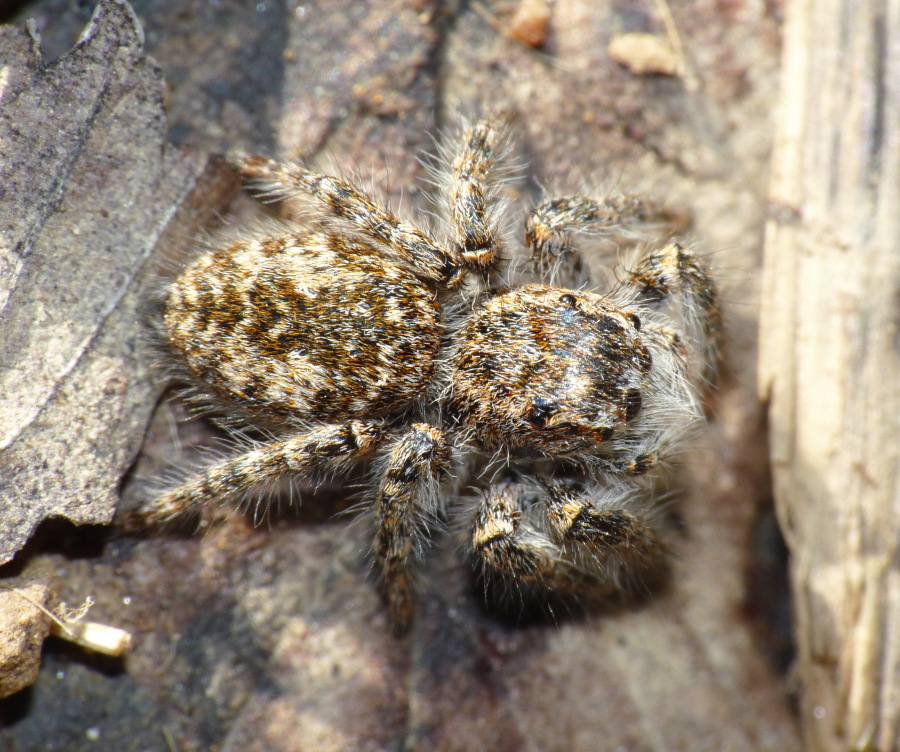 Philaeus chrysops